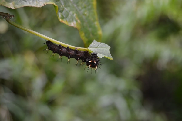 Scarce Dagger Moth Caterpillar