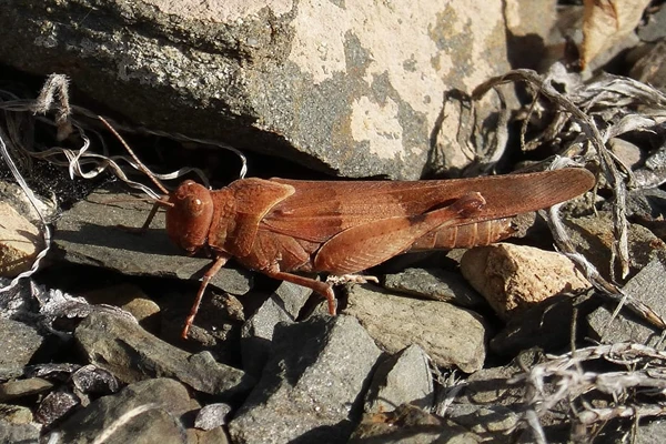 brown-winter-grasshopper