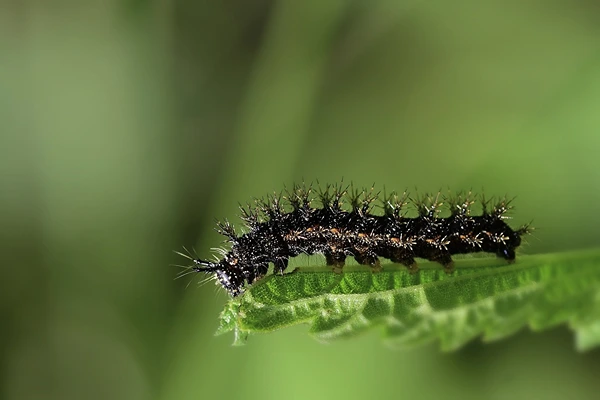 peacock butterfly Caterpillar