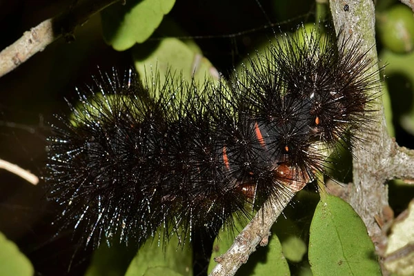 The Black Blotched Leopard Moth Caterpillar