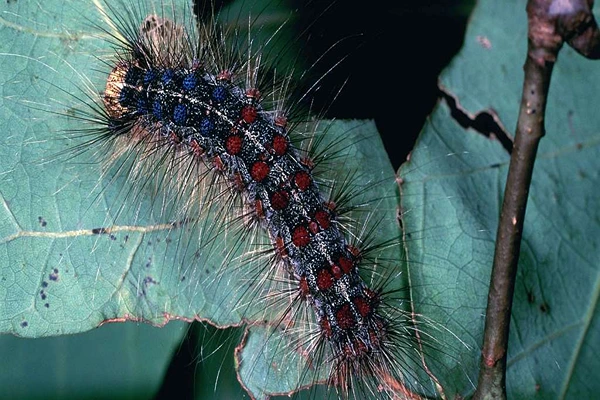 The Gypsy Moth Caterpillar