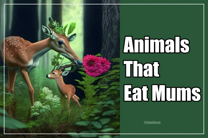Animals Eat Mums