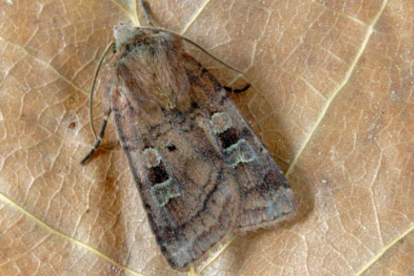 Hebrew Character Moth