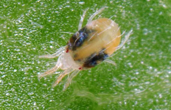Two Spotted Spider Mite
