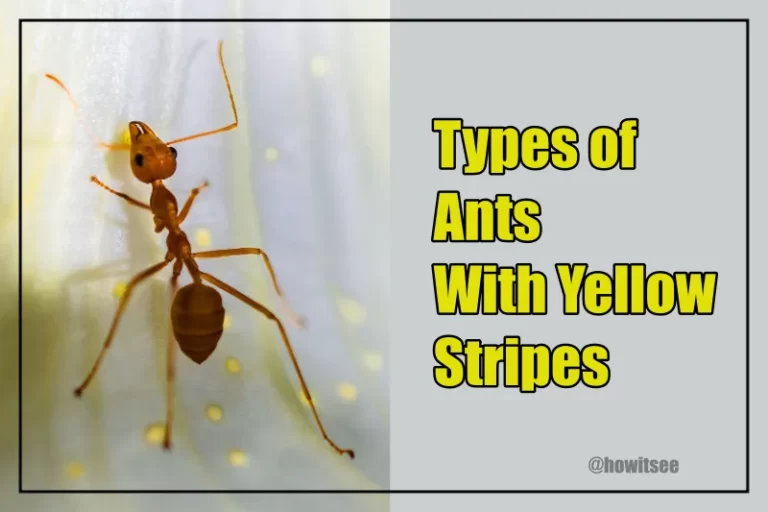 Ants with Yellow Stripes