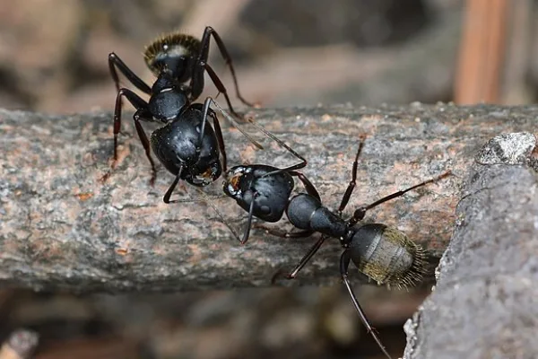 Black Carpenter ants