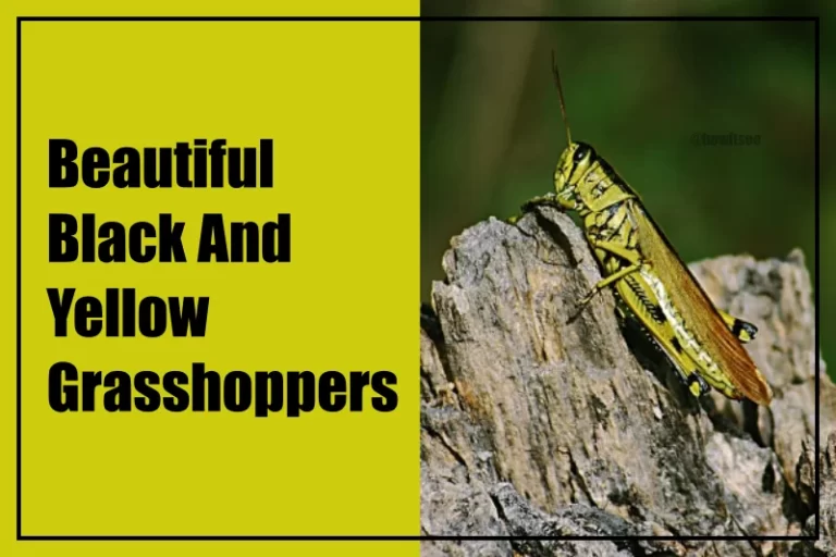 Black And Yellow Grasshoppers