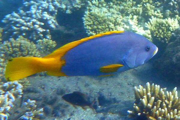 Reef-dwelling Blue and Yellow Grouper