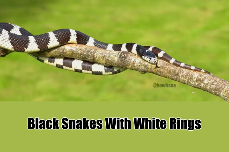 Black Snakes With White Rings