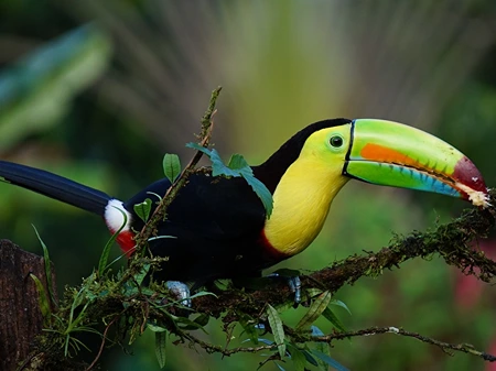 Keel Billed Toucan