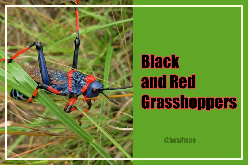 Black and Red Grasshopper