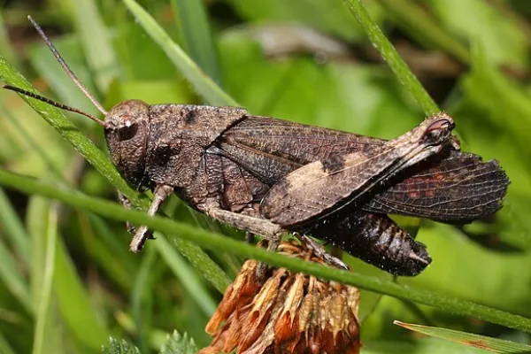 Rattle Grasshopper