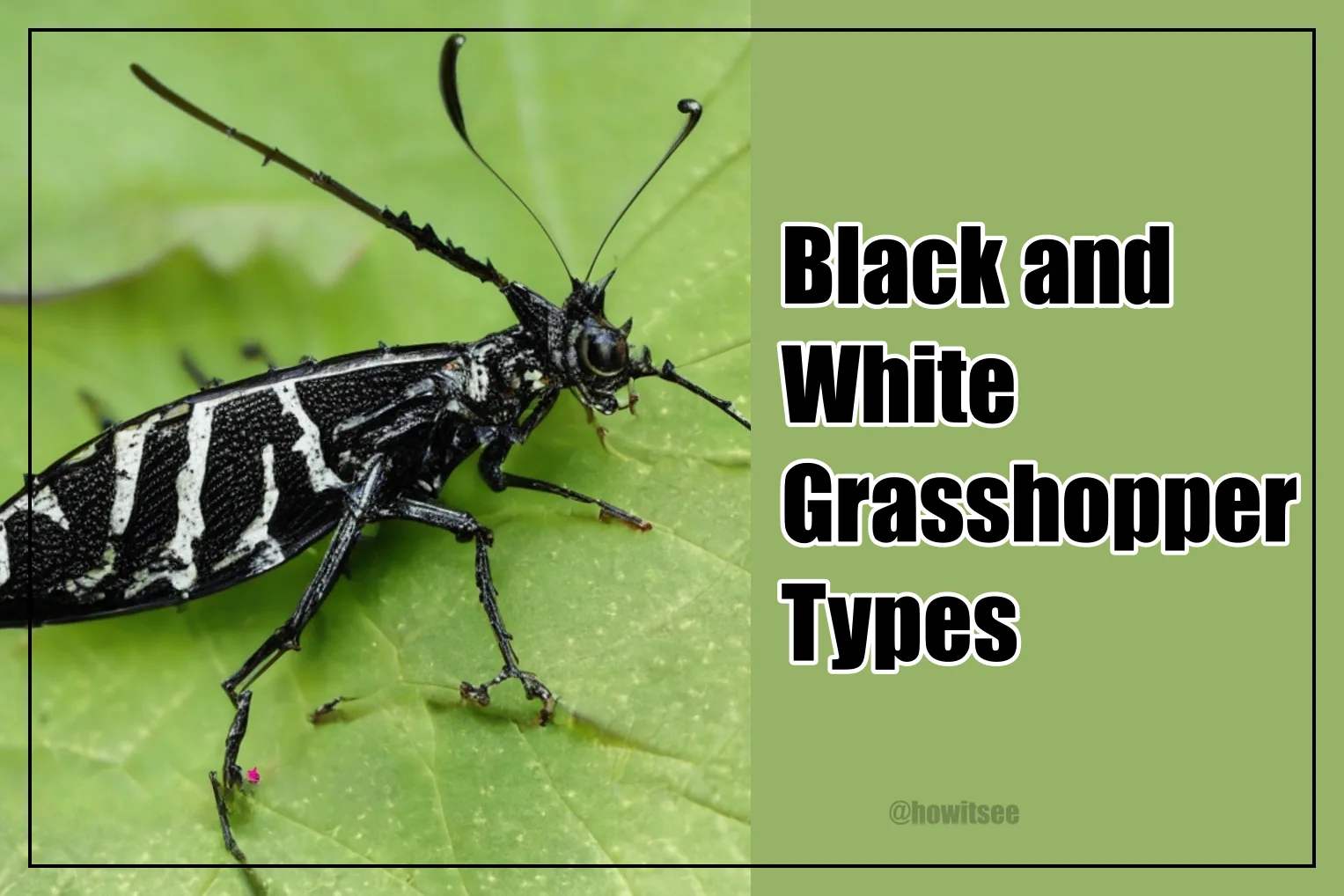 Black and White Grasshoppers