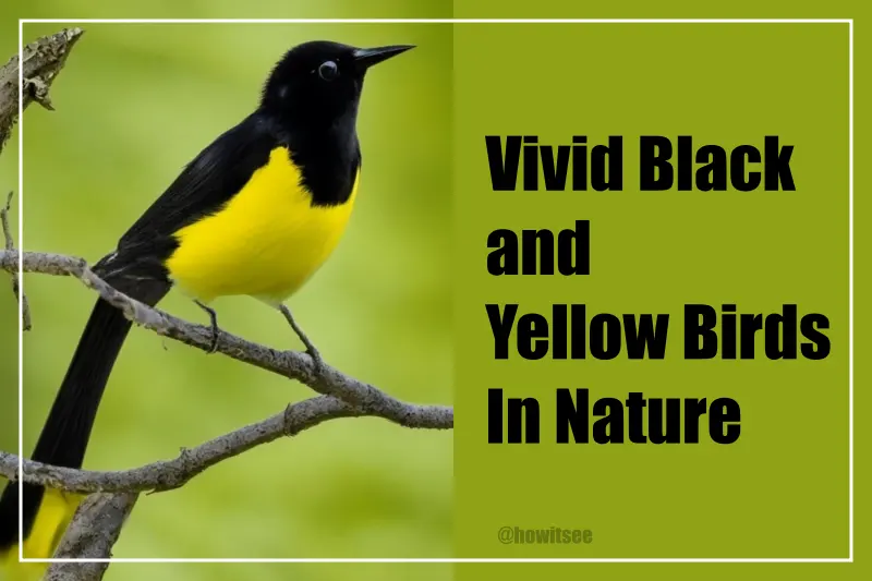 Black and Yellow Birds