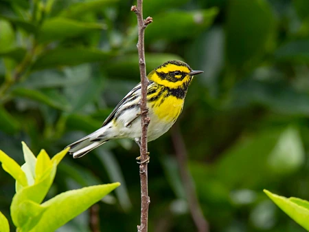 Townsend Warbler