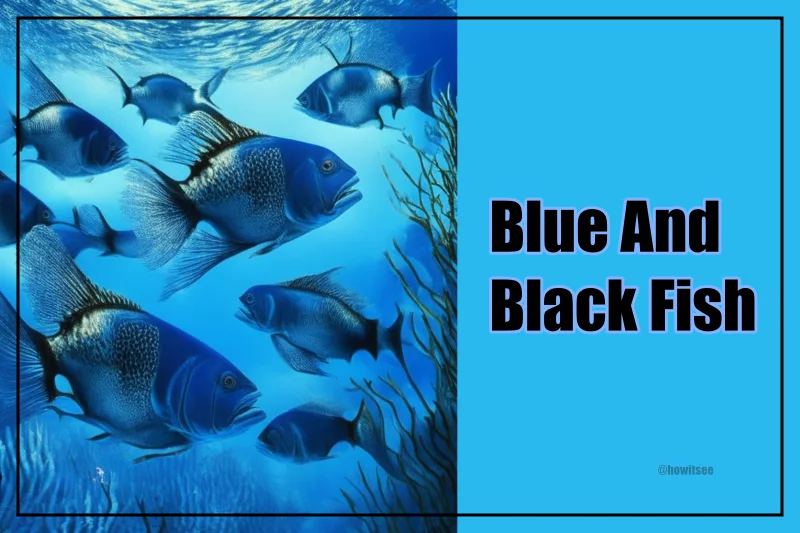 Blue And Black Fish