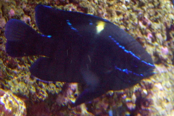 Black Damsel Velvet Fish