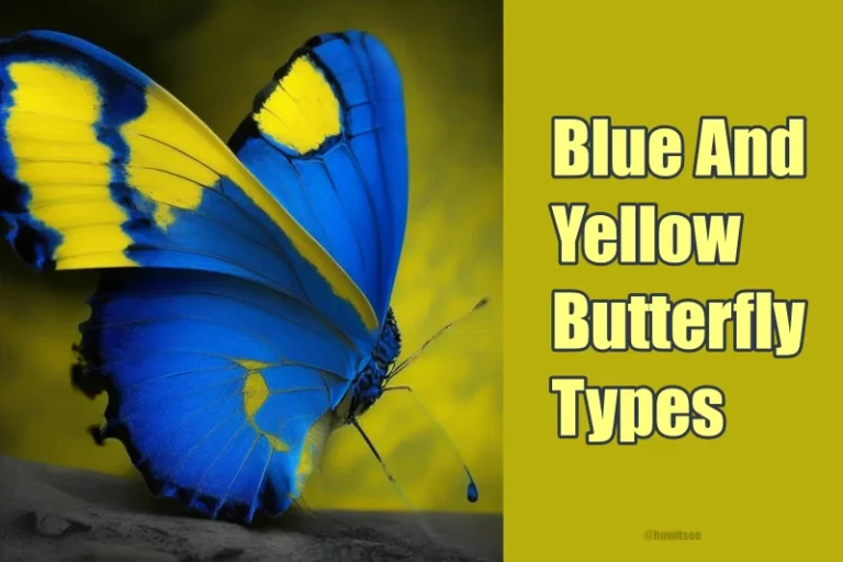 Blue And Yellow Butterfly
