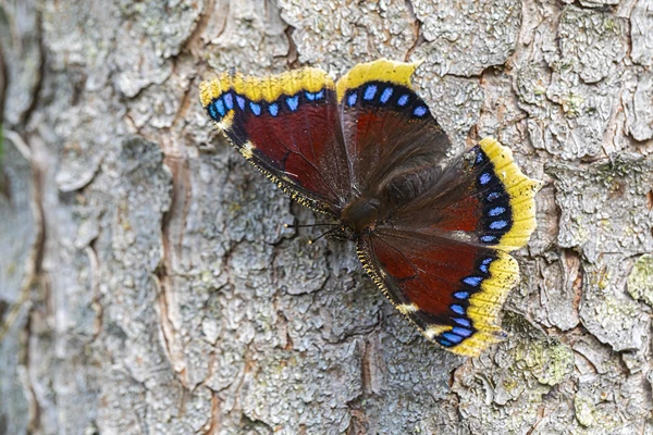 Mourning Cloak