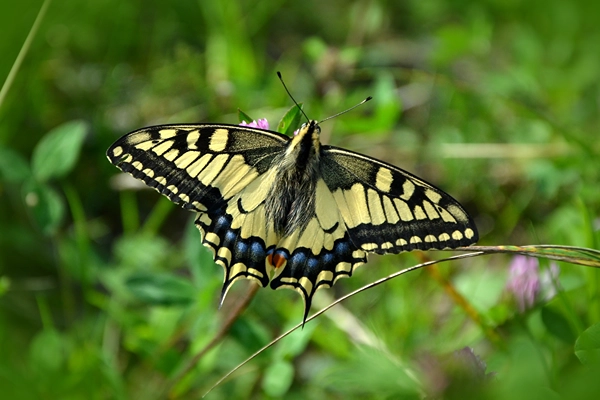 Eastern tiger swallowtail butterfly