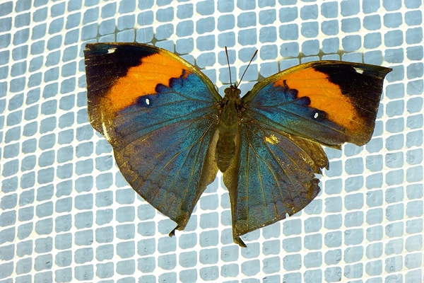 Oak leaf butterfly.