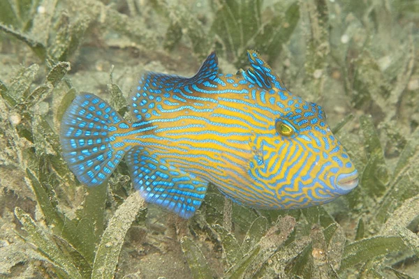 Blue and yellow triggerfish