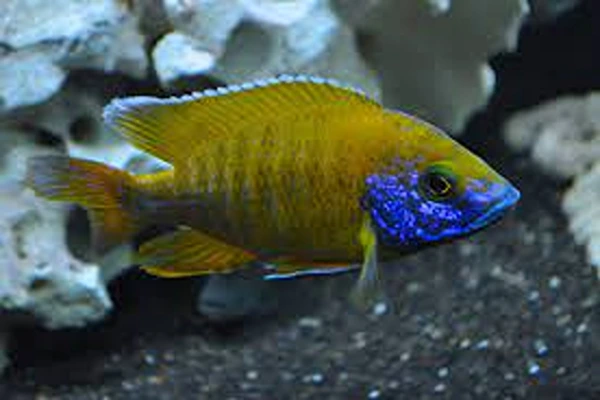 blue-and-yellow-peacock-cichlid