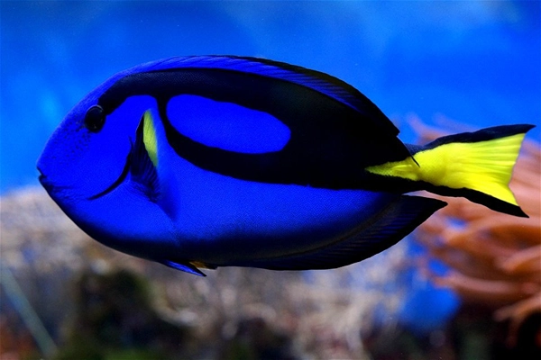 blue and yellow tang