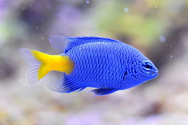 Blue and yellow damnfish