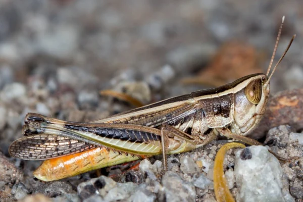 Common Macrotona Grasshopper