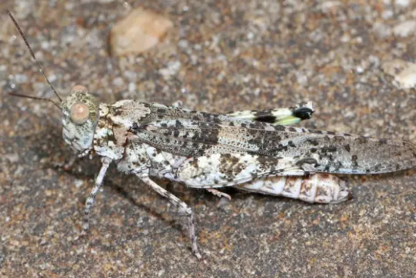 Lichen Grasshopper