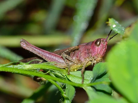 Pink Meadow Grasshopper