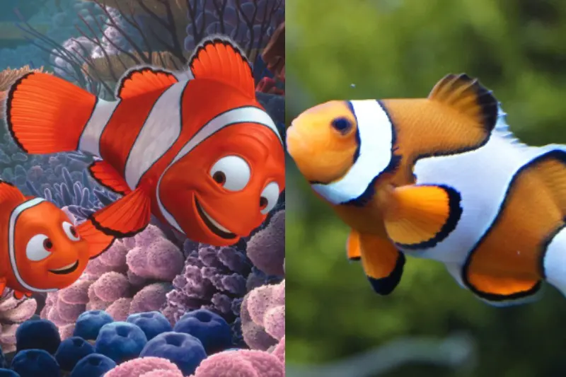 Nemo & Marlin
