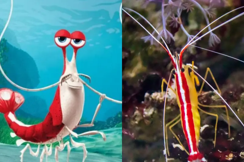 24 Different Finding Nemo Fish Species (& Creatures Too)