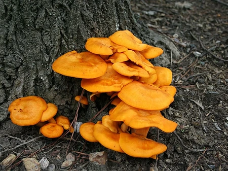 Jack-o'-Lantern Mushroom