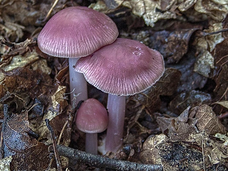 Lilac Bonnet Mushrooms