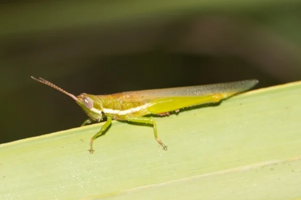 Glassy-winged Toothpick Grasshopper