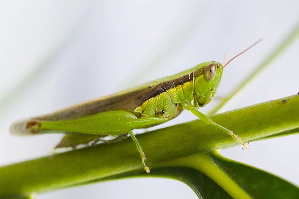 Giant-green-grasshopper