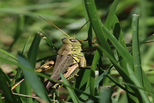 hedge-grasshopper