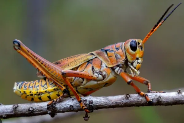 Florida Giant Orange Grasshopper