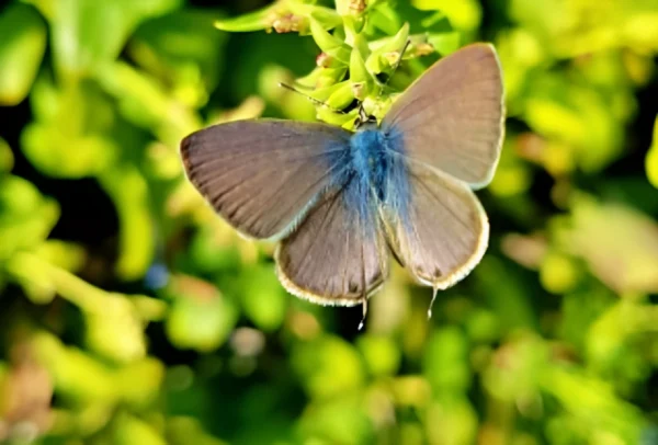 Pea Blue butterfly
