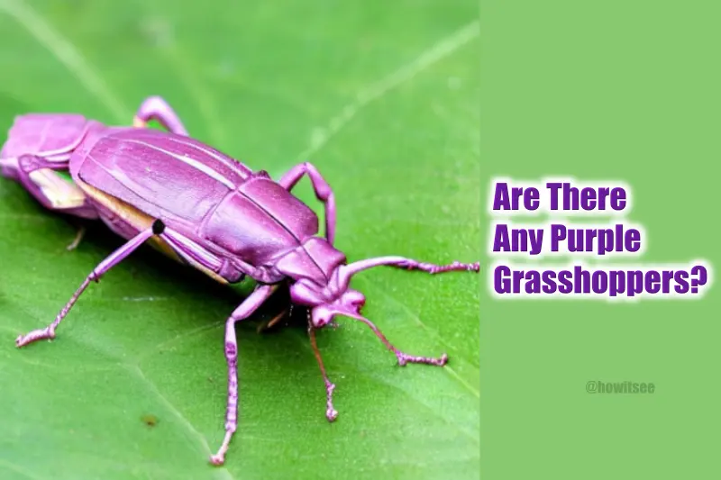 Purple Grasshoppers