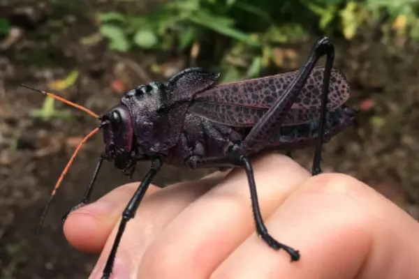 Costa Rican Purple Grasshopper