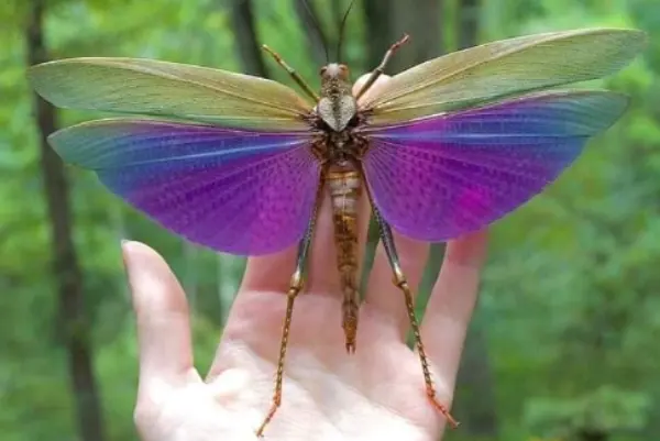 Giant Purple-winged Grasshopper