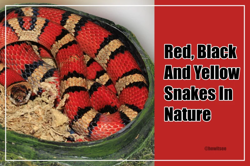 Red, Black And Yellow Snakes