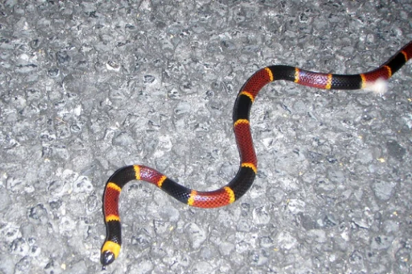 14 Unordinary Red Black And Yellow Snakes In Nature With Pictures