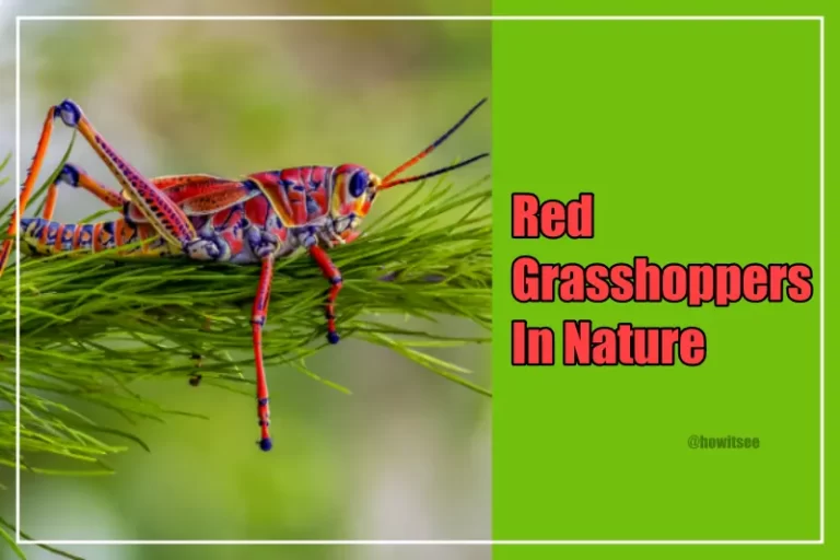 Red Grasshoppers