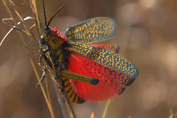 Madagascar-Desert Locust