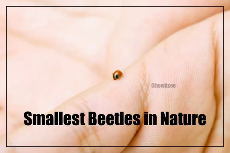 Smallest Beetles in Nature