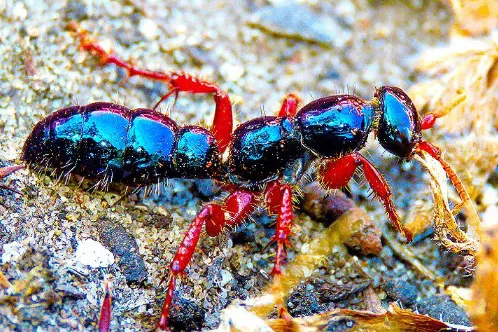 Bluebottle ant